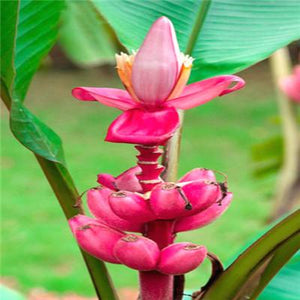 50 Pcs Dwarf Banana Bonsai Tree, Tropical Fruit Tree, Bonsai Balcony Flower for Home Planting, Germination Rate of 95%